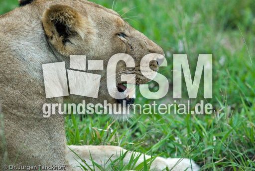 Löwen (58 von 69).jpg